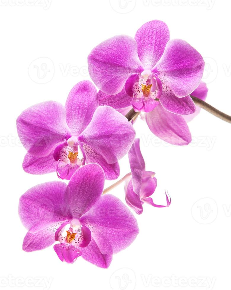 orquídea aislada en blanco foto