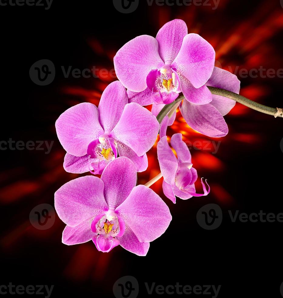 orquídea rosa en la oscuridad foto