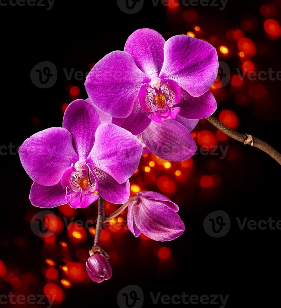 orquídea rosa sobre fondo oscuro foto
