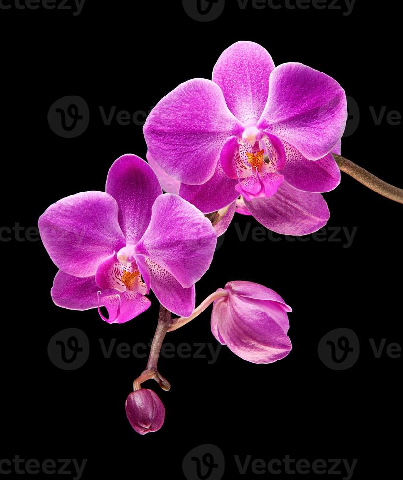 orquídea rosa aislado sobre fondo negro foto