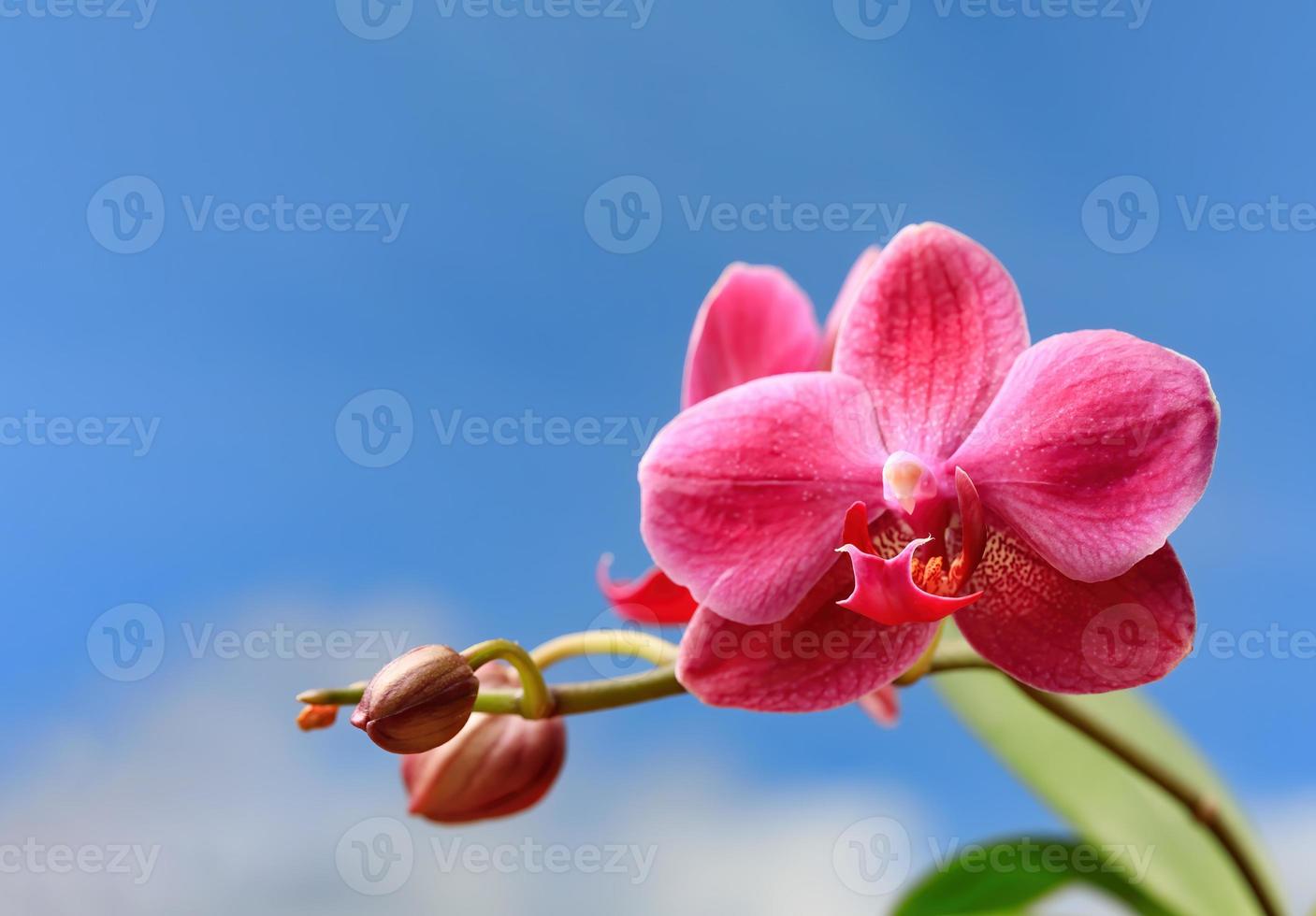 Cerca de la flor de la orquídea foto