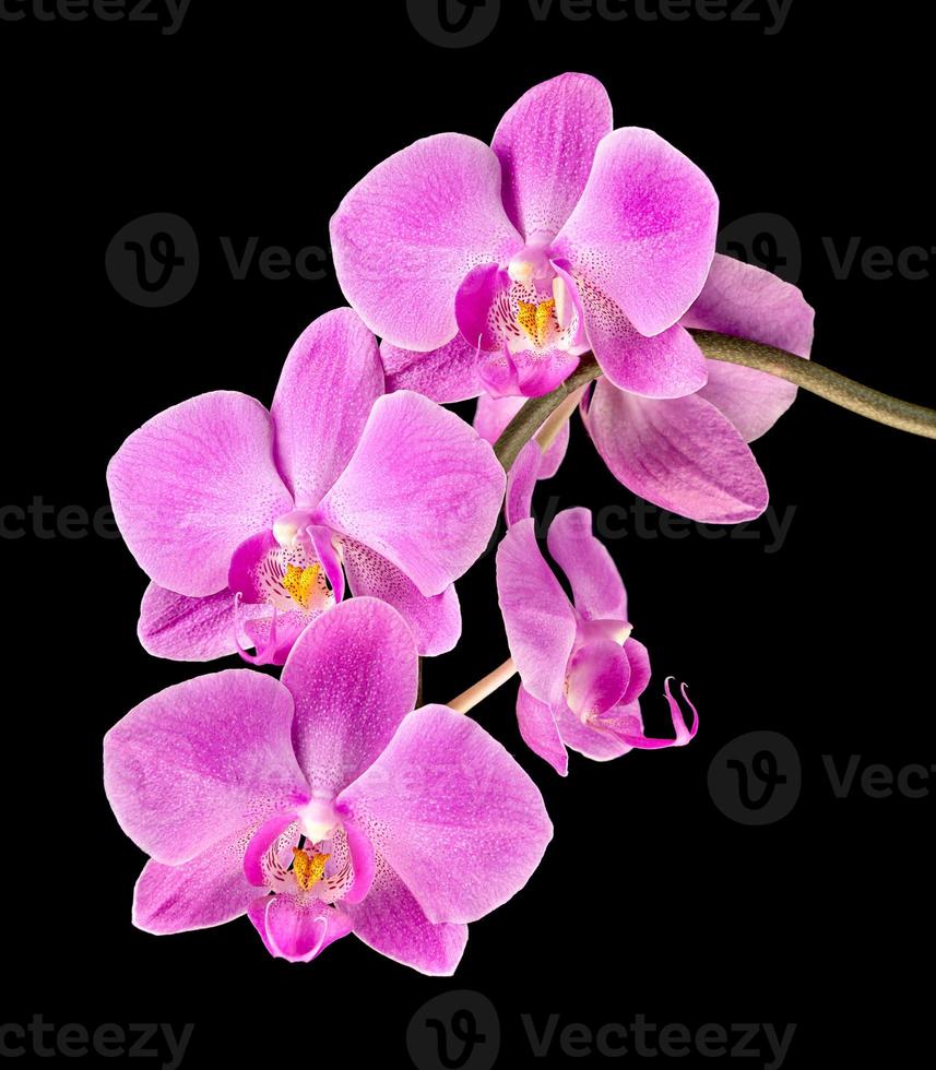 orquídea rosa sobre negro foto