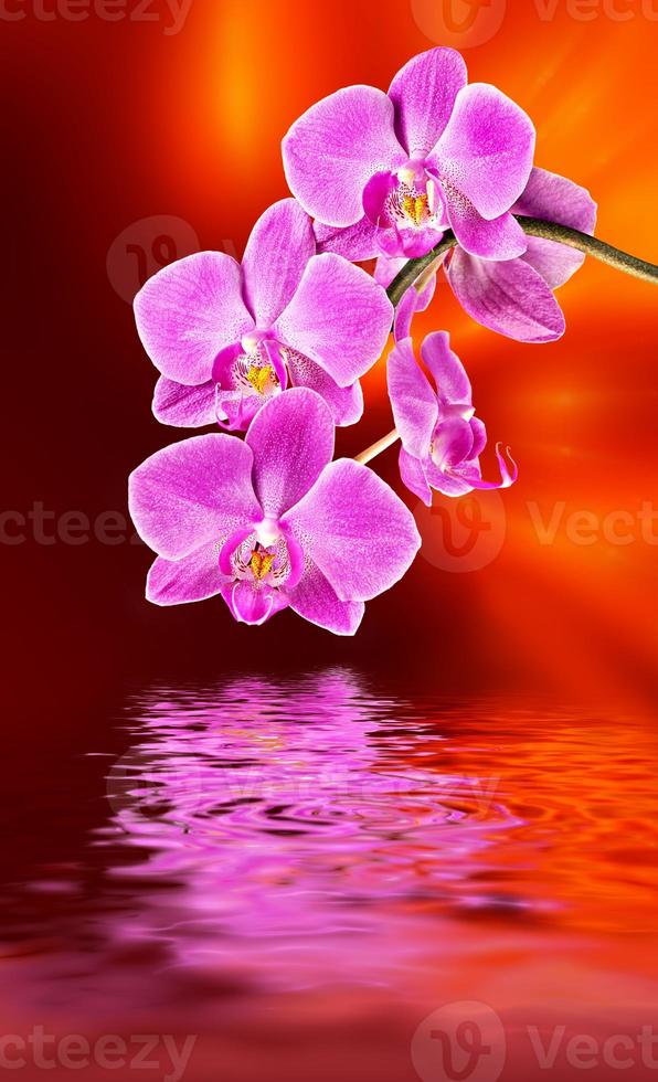 reflejo de agua y orquídea rosa foto