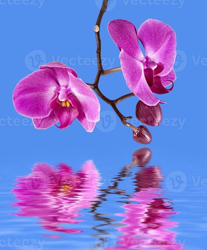 pink orchid with water reflection photo