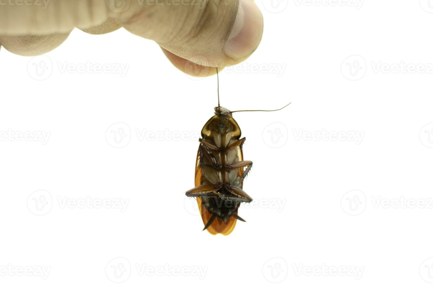 Mano sosteniendo una cucaracha muerta sobre fondo blanco aislado foto