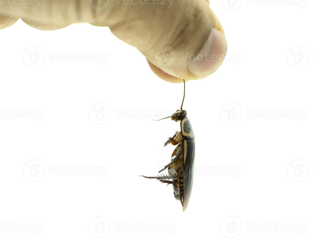 Hand holding a dead cockroach on isolated white background photo