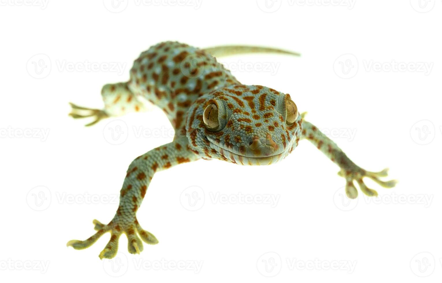 tokay gecko sobre fondo blanco foto