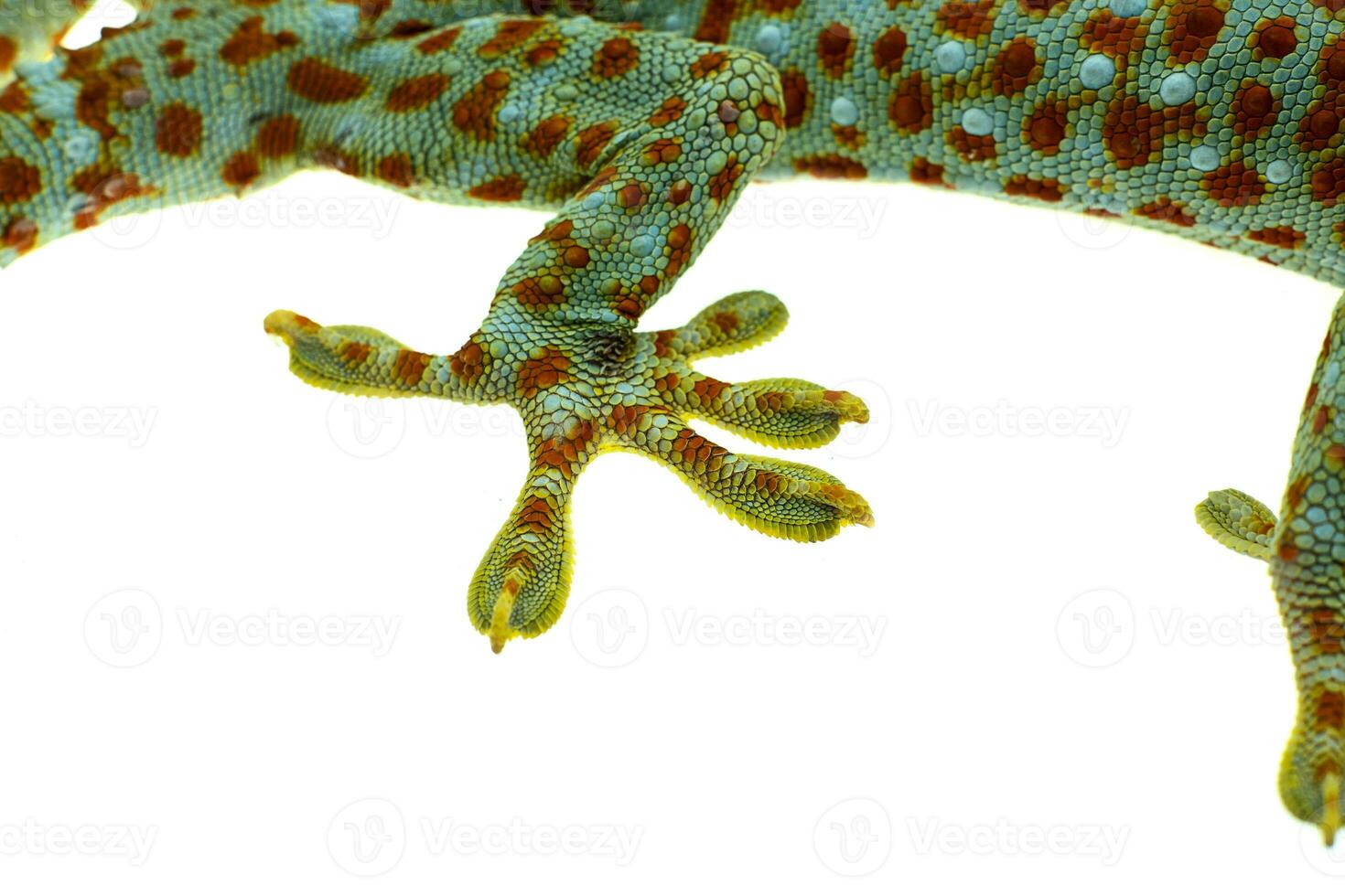 Close up Gecko leg and fingers on white background photo