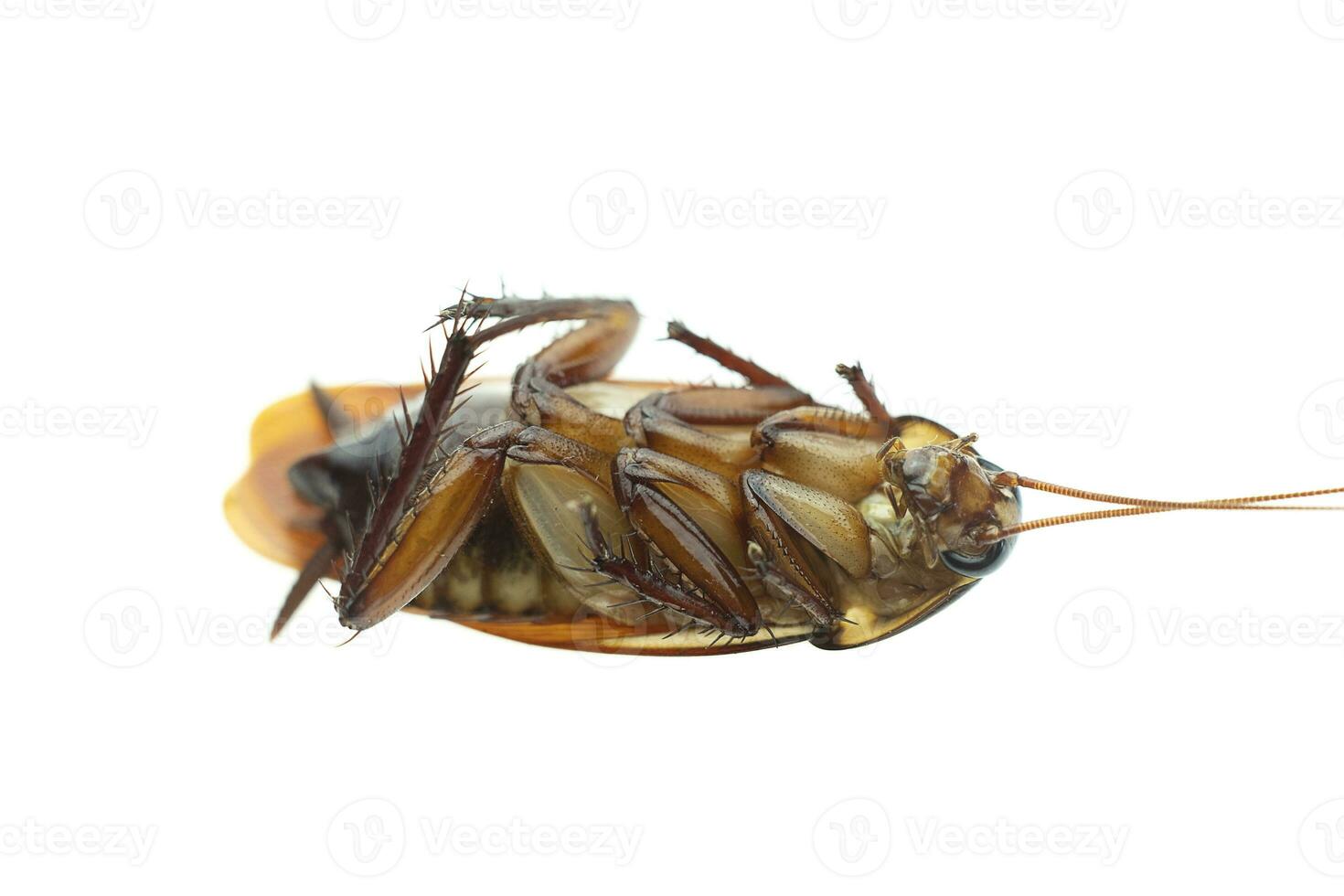 Cucaracha muerta sobre fondo blanco aislado foto