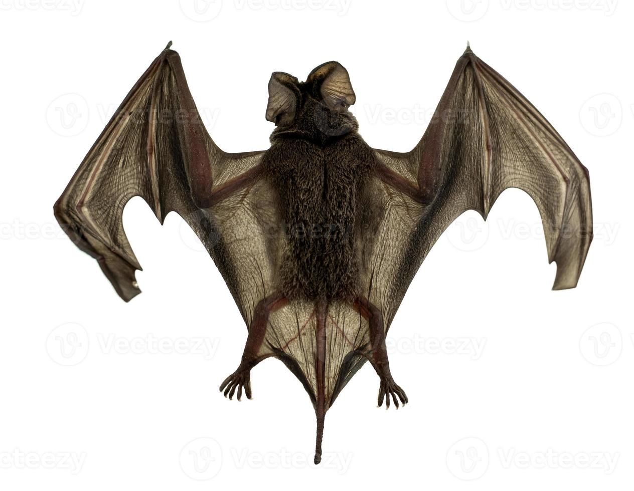 Baby bat Spread wings are flying photo
