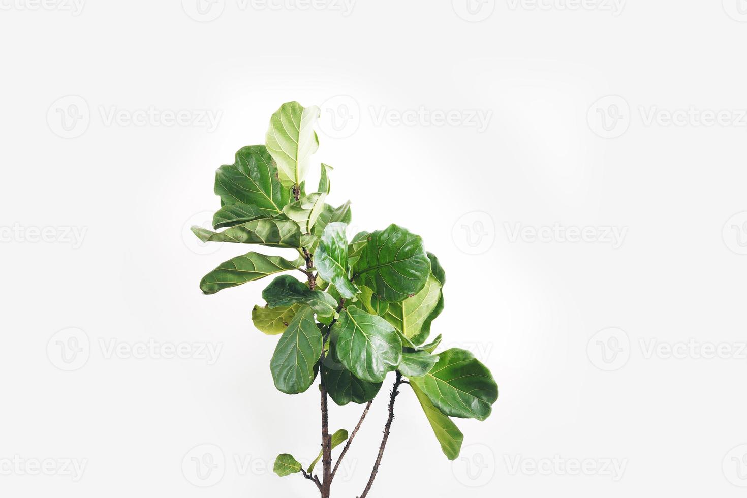 hojas verdes de la higuera de hoja de violín Ficus lyrata. higuera de hoja de violín sobre fondo blanco. foto