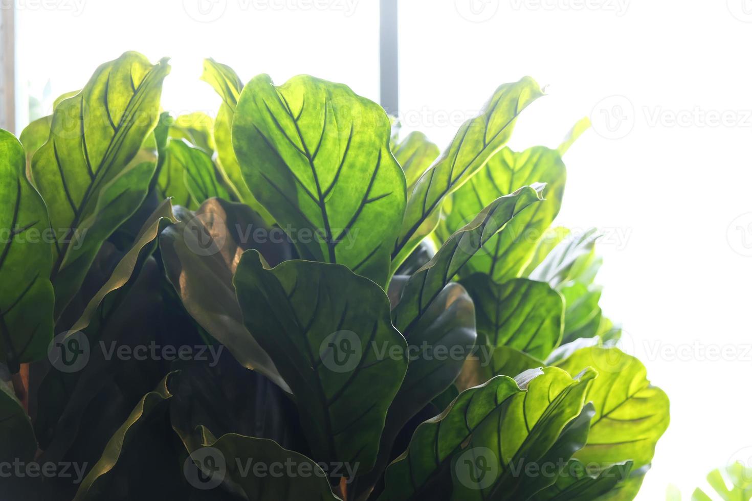 higueras de hoja de violín. Planta artificial en maceta en casa. foto