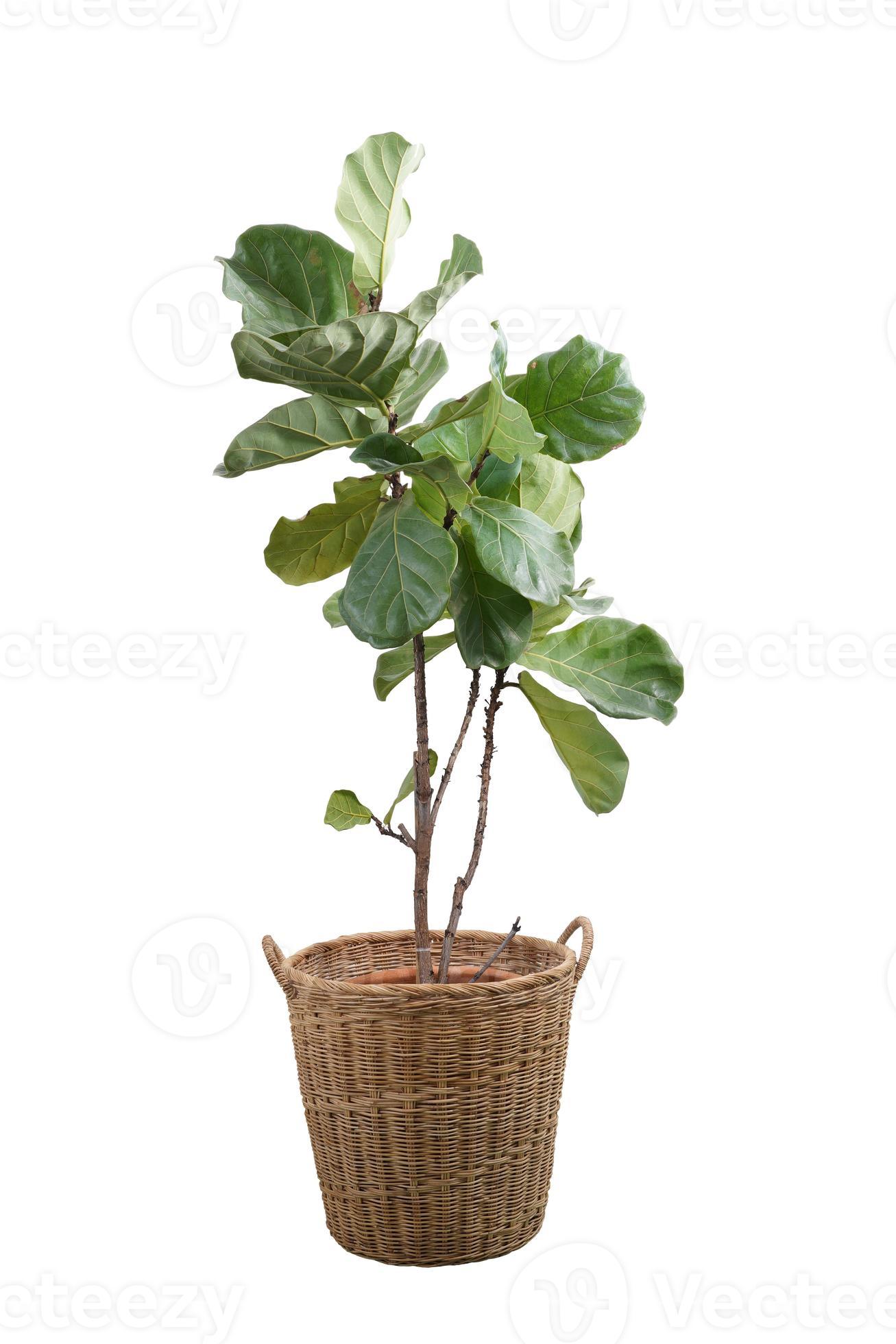 Green leaves of fiddleleaf fig tree Ficus lyrata. Fiddle leaf fig tree