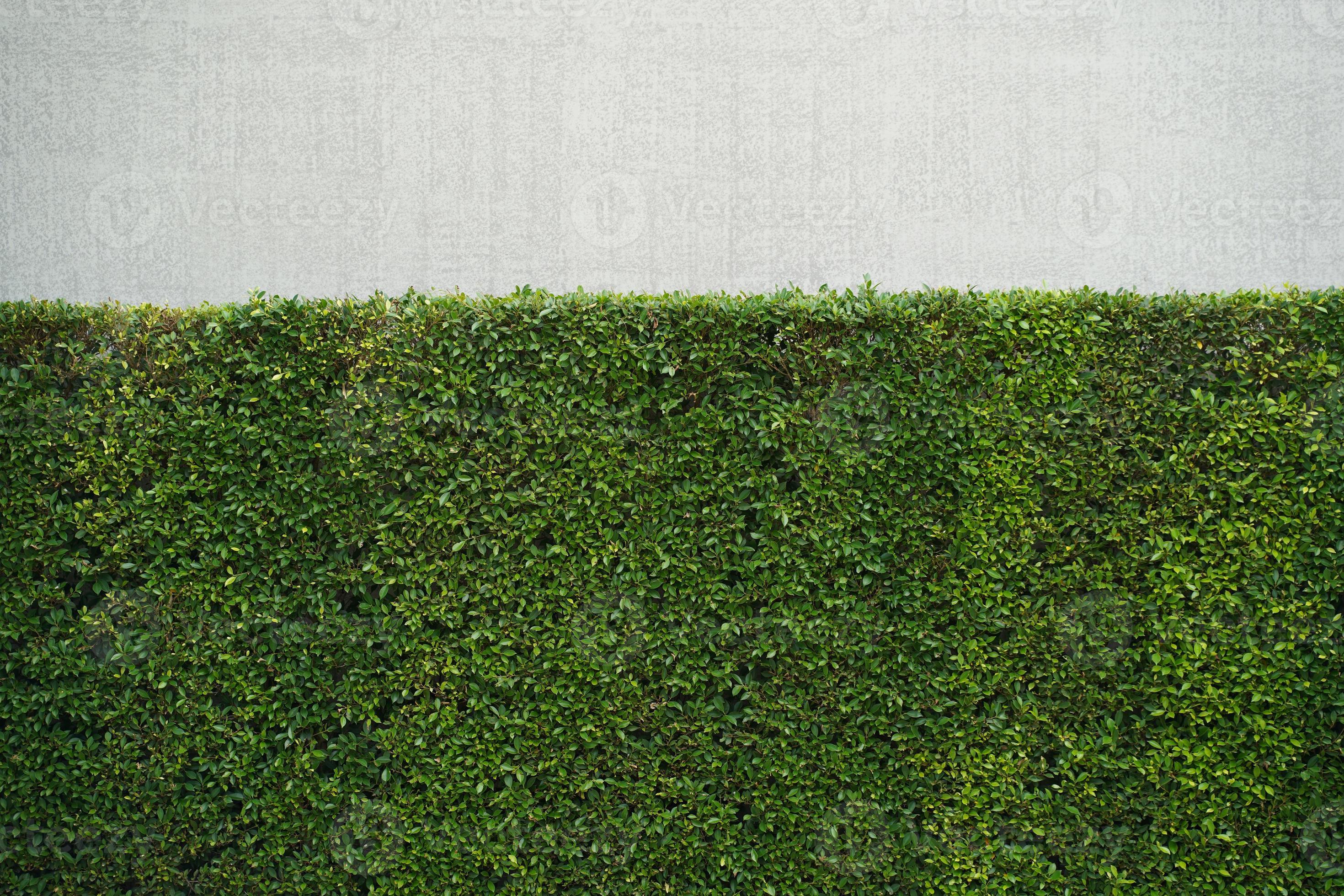 Green leaves plant wall. Green tree wall fence with concrete wall