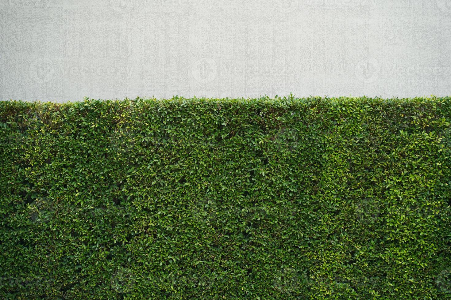 pared de la planta de hojas verdes. valla de pared de árbol verde con muro de hormigón. ficus annulata o planta de árbol de higuera. foto