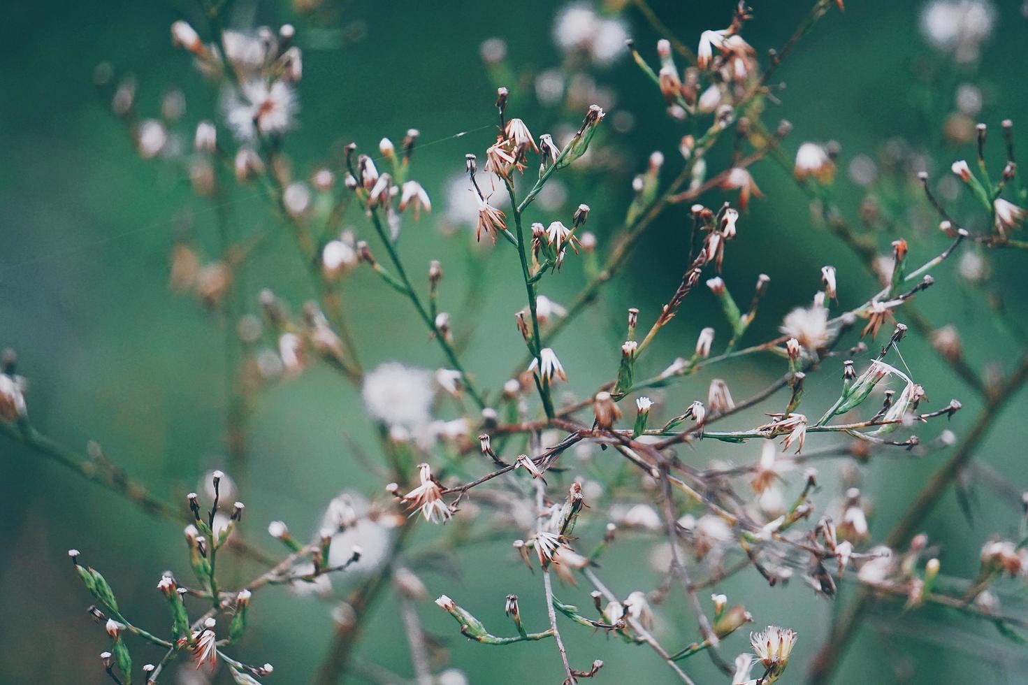 Dry flowers plant in the nature in autumn season photo