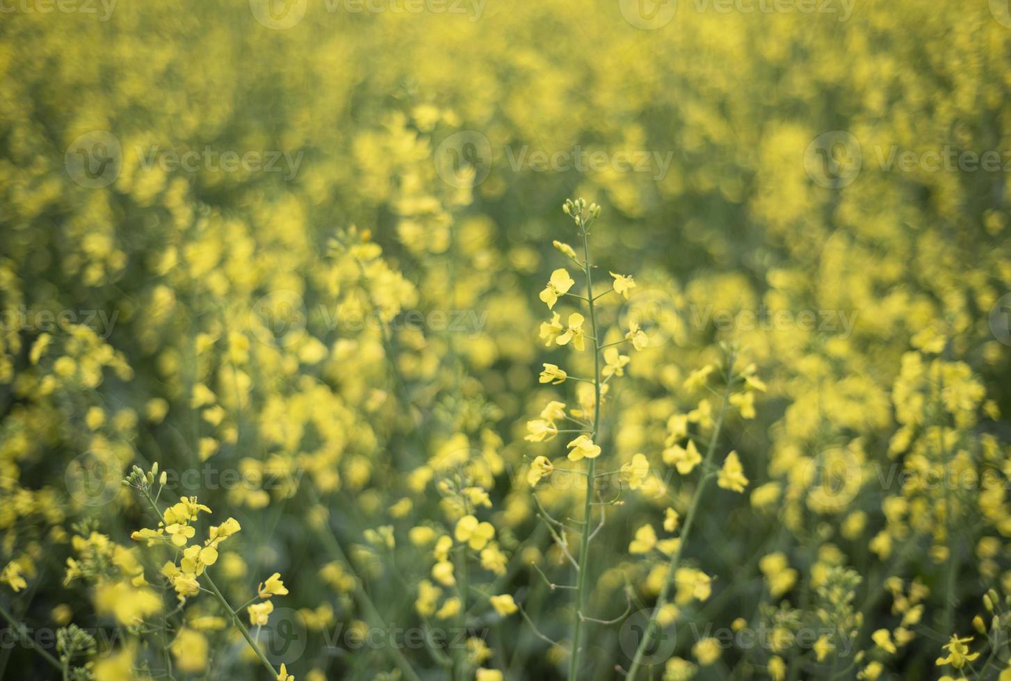 Flores de colza amarillas en el campo foto