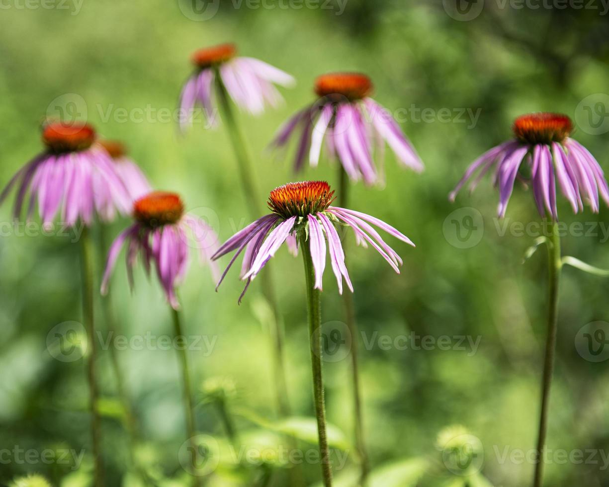 Beautiful echinacea flowers photo