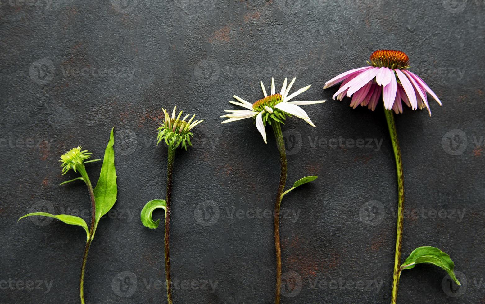 Diferentes etapas de crecimiento de la flor de equinácea. foto
