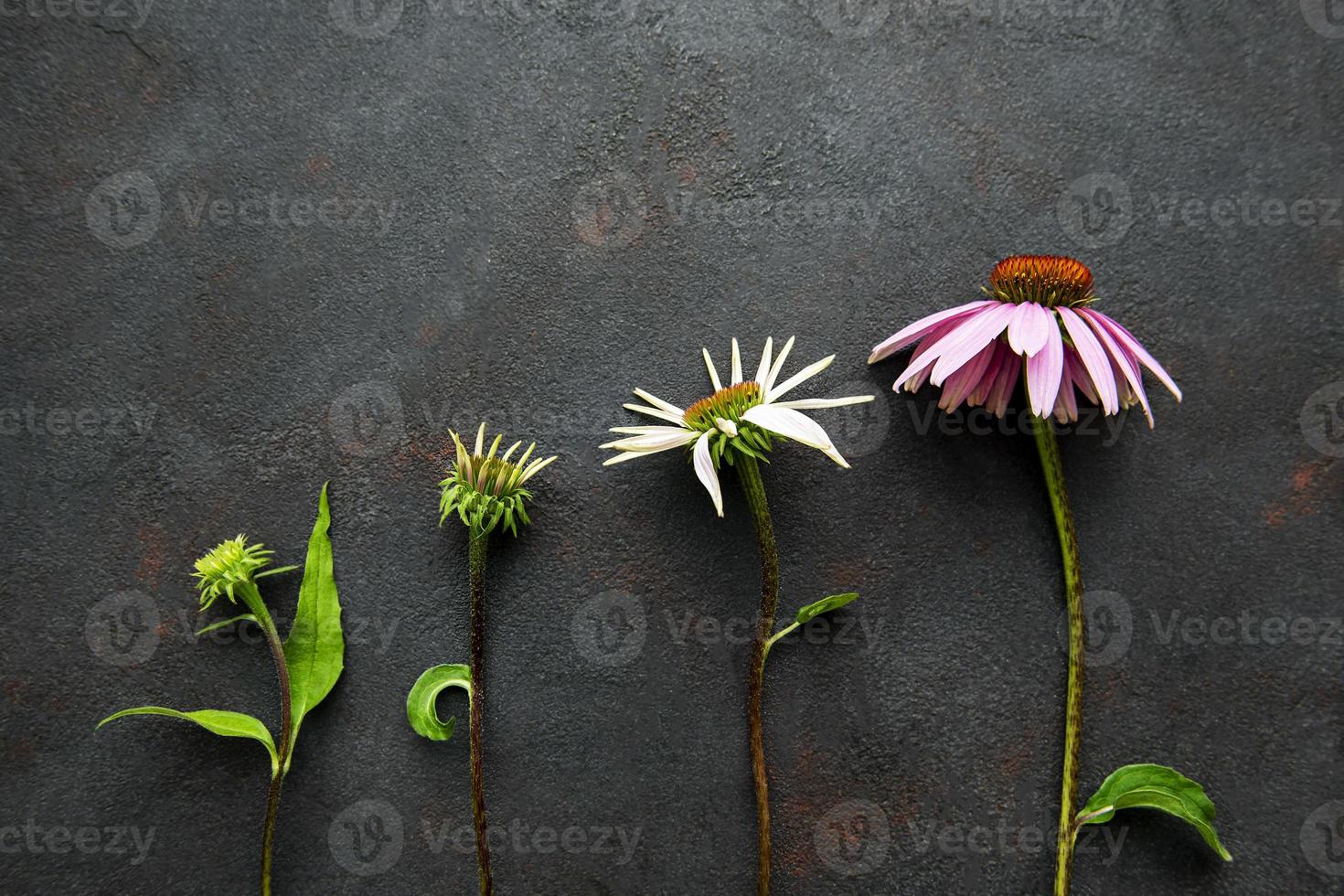 Diferentes etapas de crecimiento de la flor de equinácea. foto