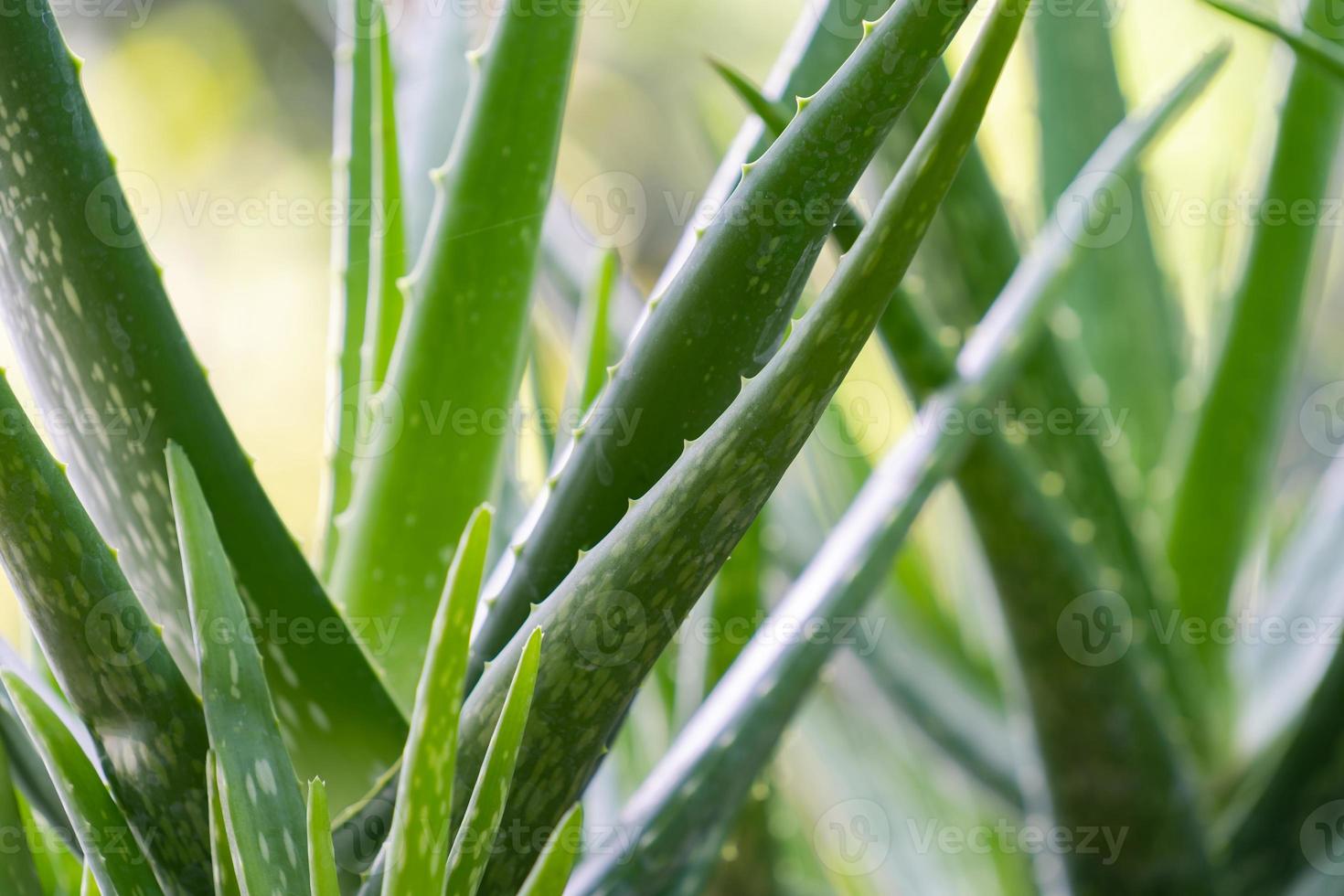 cerrar la planta de aloe vera foto