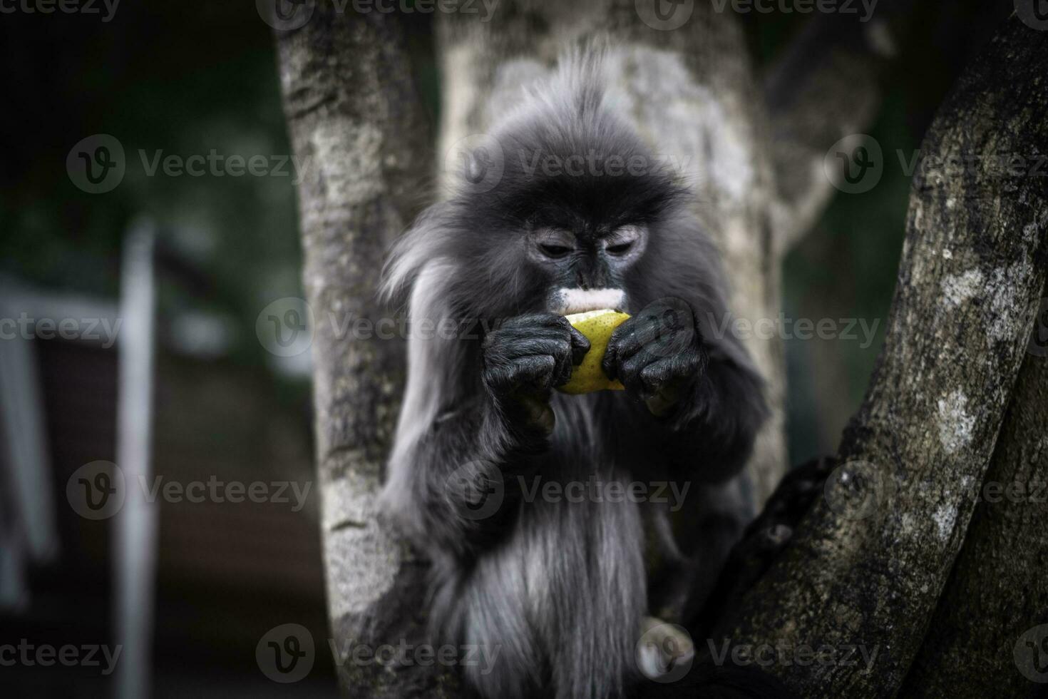 Colobinae also gray Langur eating fruit long tailed monkey on the tree photo