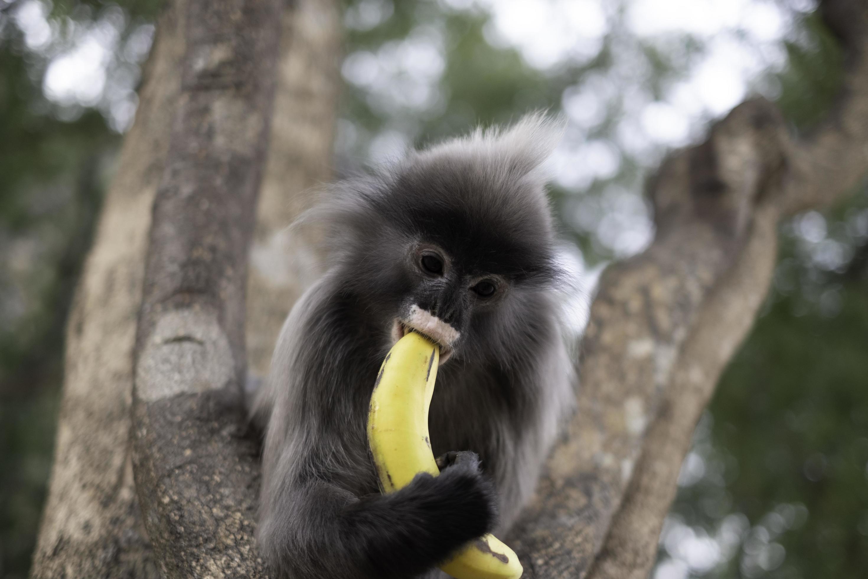 Colobinae also gray Langur eating fruit long tailed monkey on the tree  2780479 Stock Photo at Vecteezy