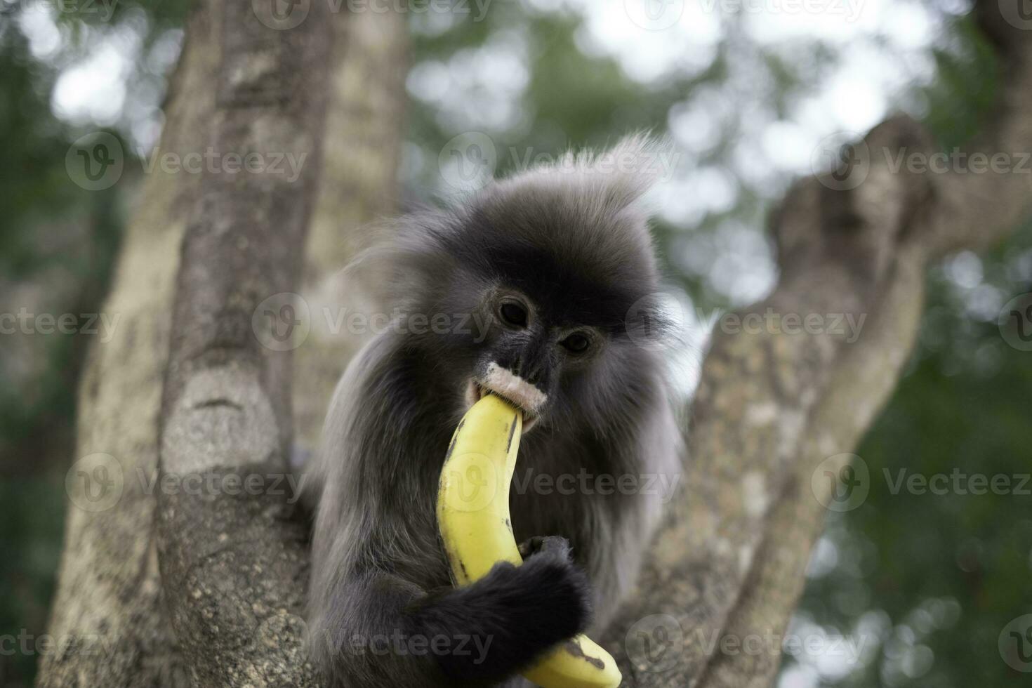 Colobinae también langur gris comiendo fruta mono de cola larga en el árbol foto