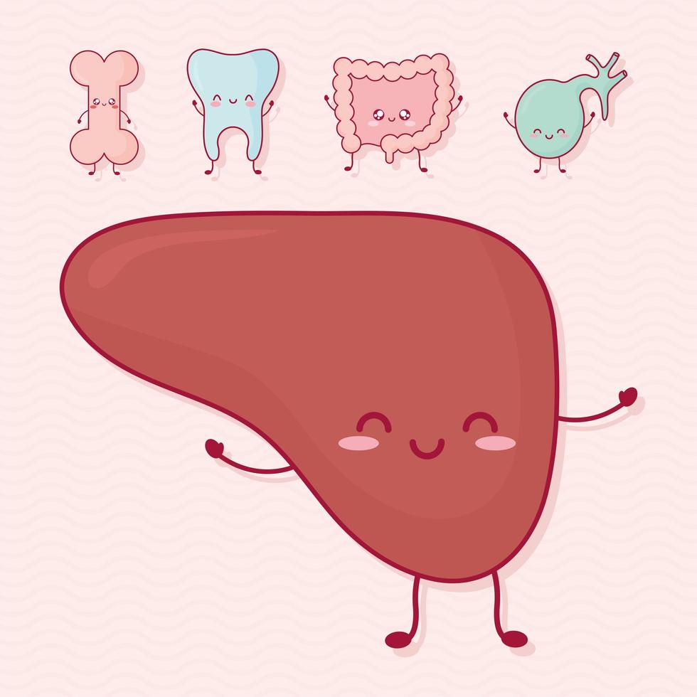 cute organs set vector