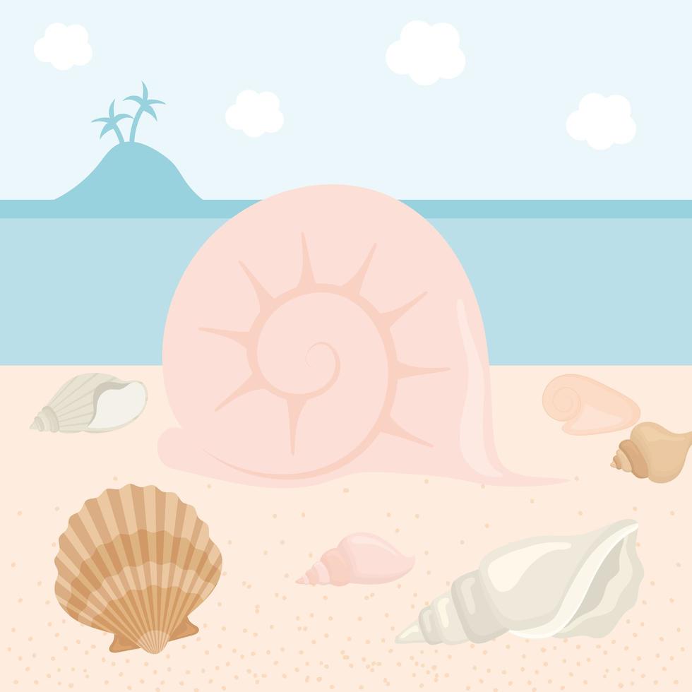 conch and seashells vector