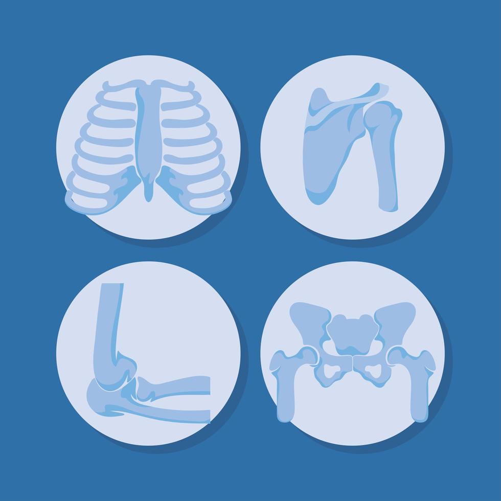 four rheumatology bones vector