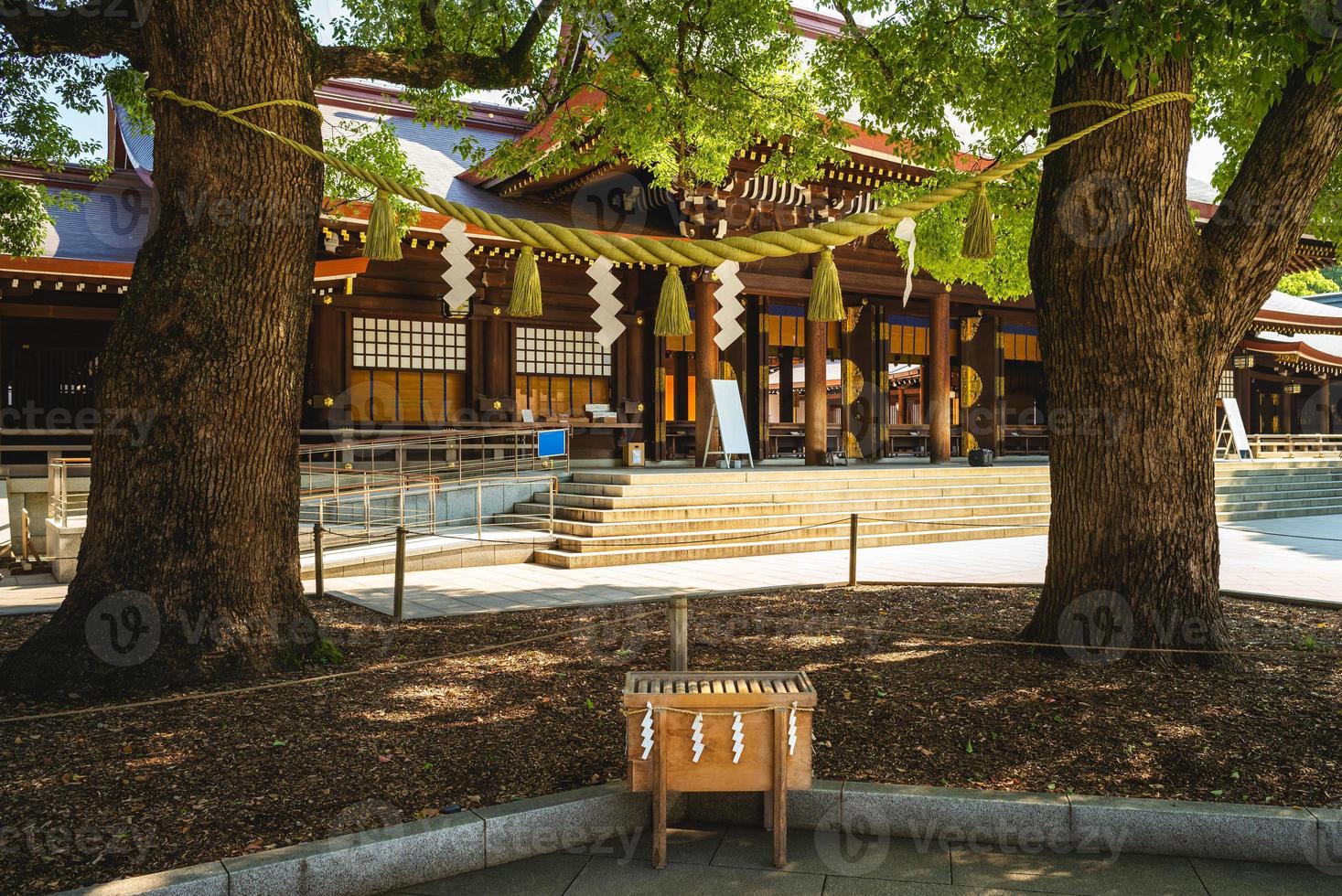 pareja casada, árbol de alcanfor, en, meiji, jingu, tokio, japón foto