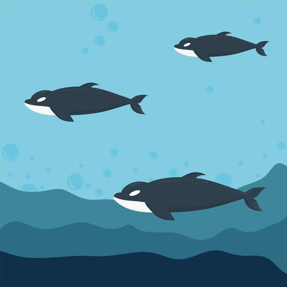 group of killer whale on the ocean vector