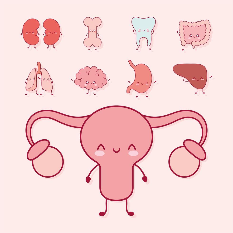 human organs set vector