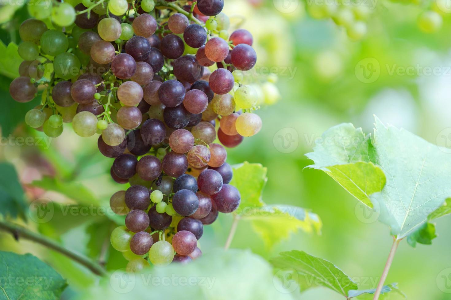 Viñedo con uvas maduras en el campo, uvas moradas cuelgan de la vid foto