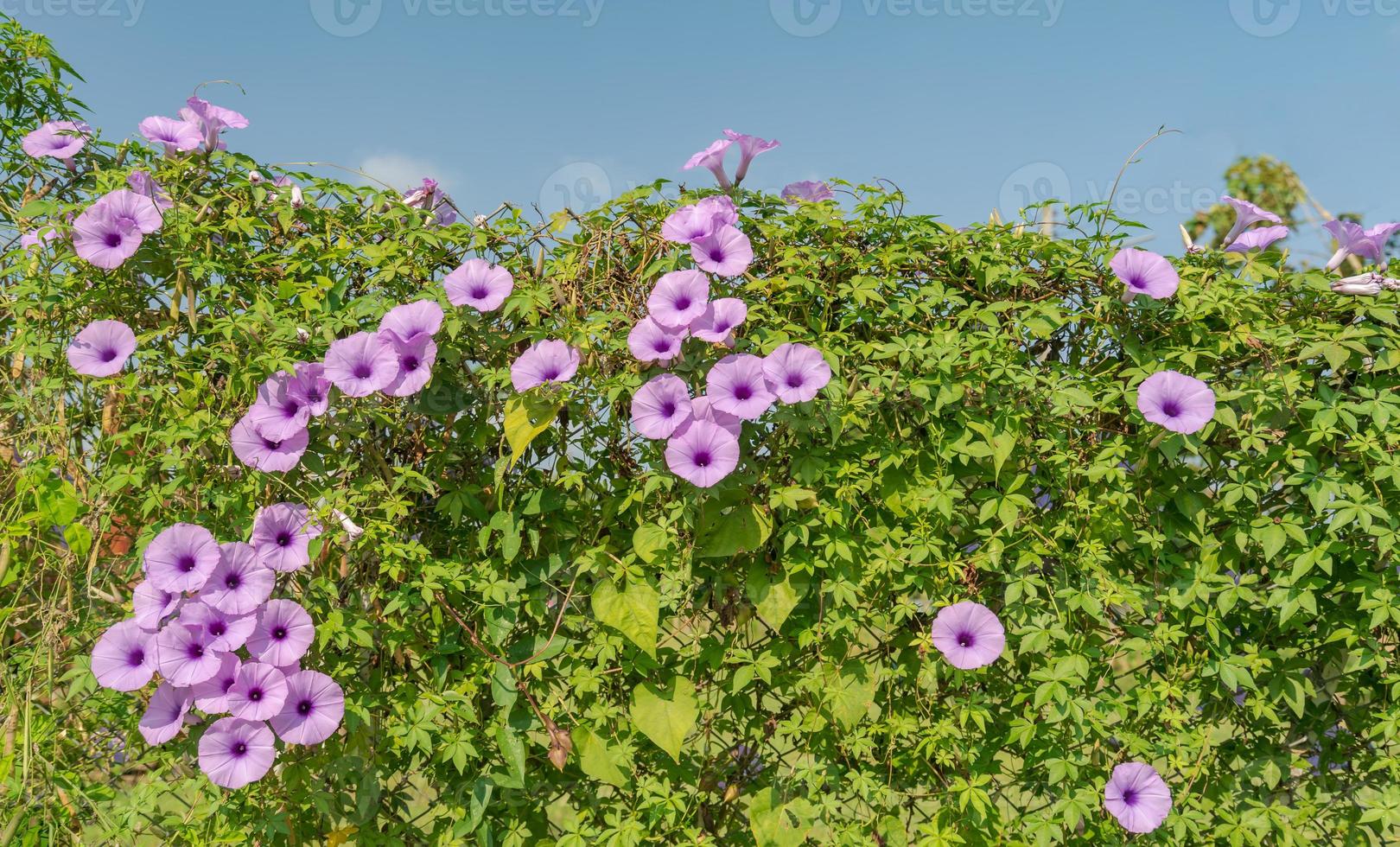 flores moradas bajo el cielo azul foto