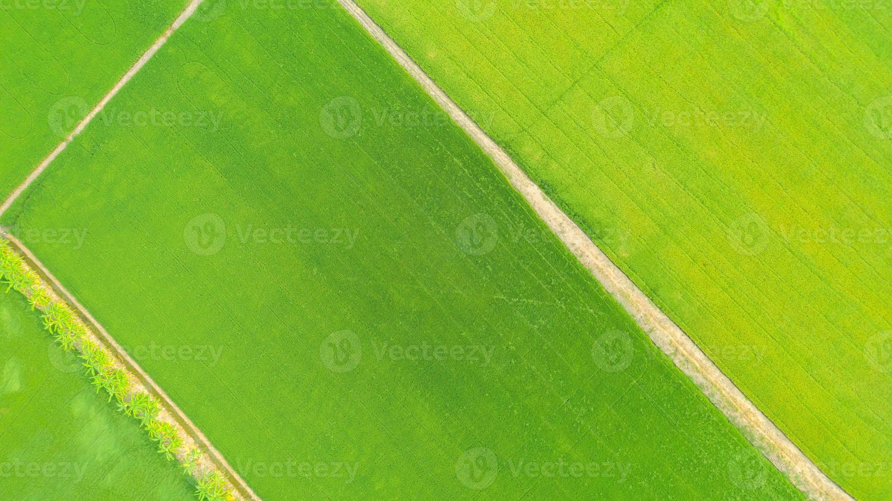 Aerial top view of the yellow and green rice fields photo