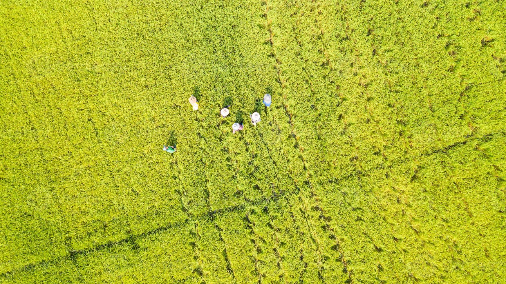 Aerial top view of Farmer working in the rice fields photo