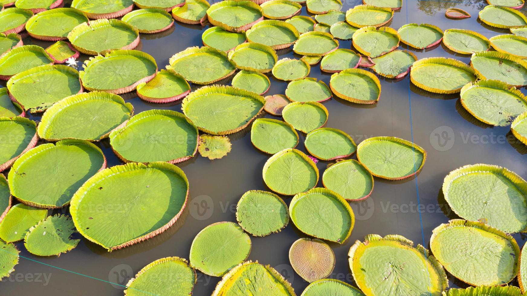 Aerial photo top view of Victoria water lilies