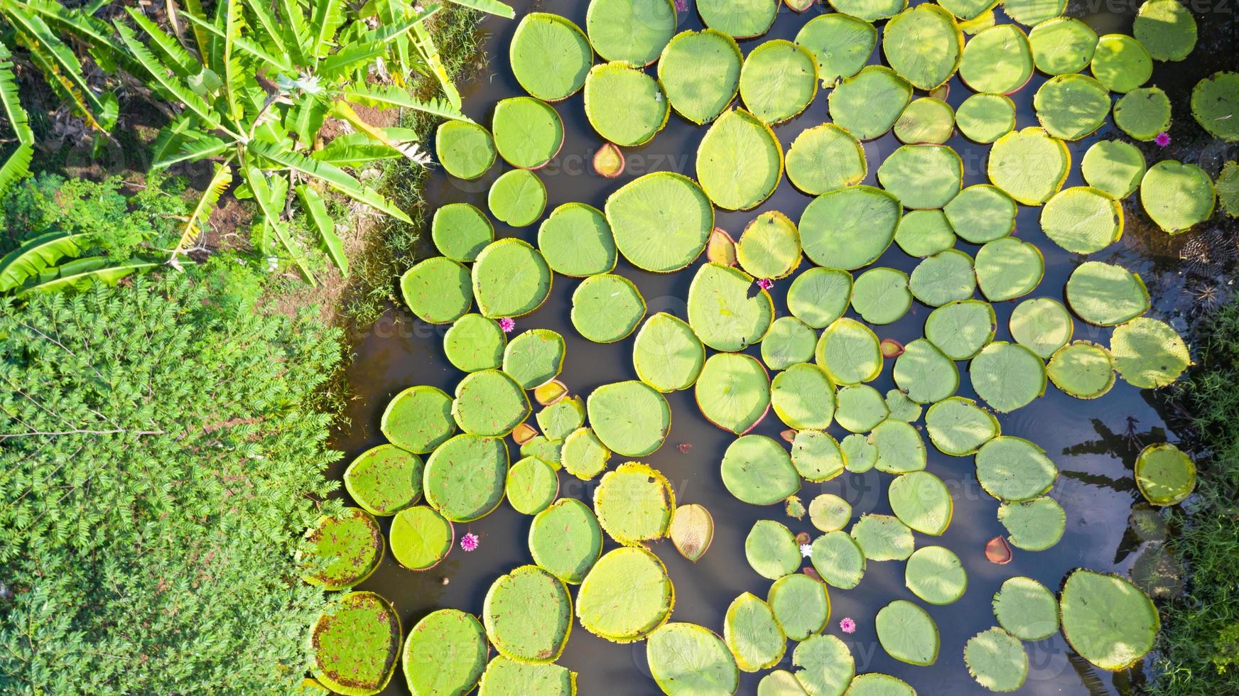 Aerial photo top view of Victoria water lilies