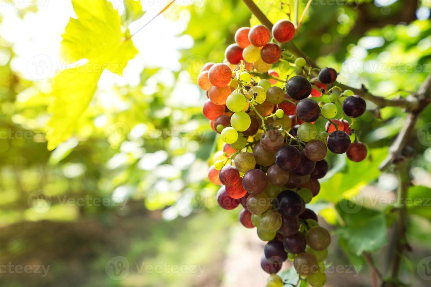 Vineyard with white wine grapes in countryside, Sunny bunches of grape hang on the vine photo