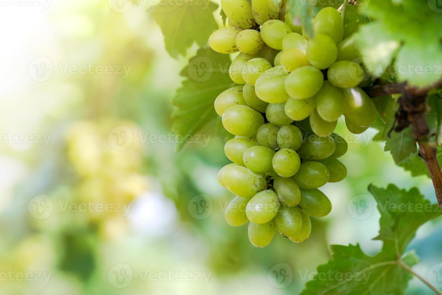 Viñedo con uvas de vino blanco en el campo, soleados racimos de uva cuelgan de la vid foto