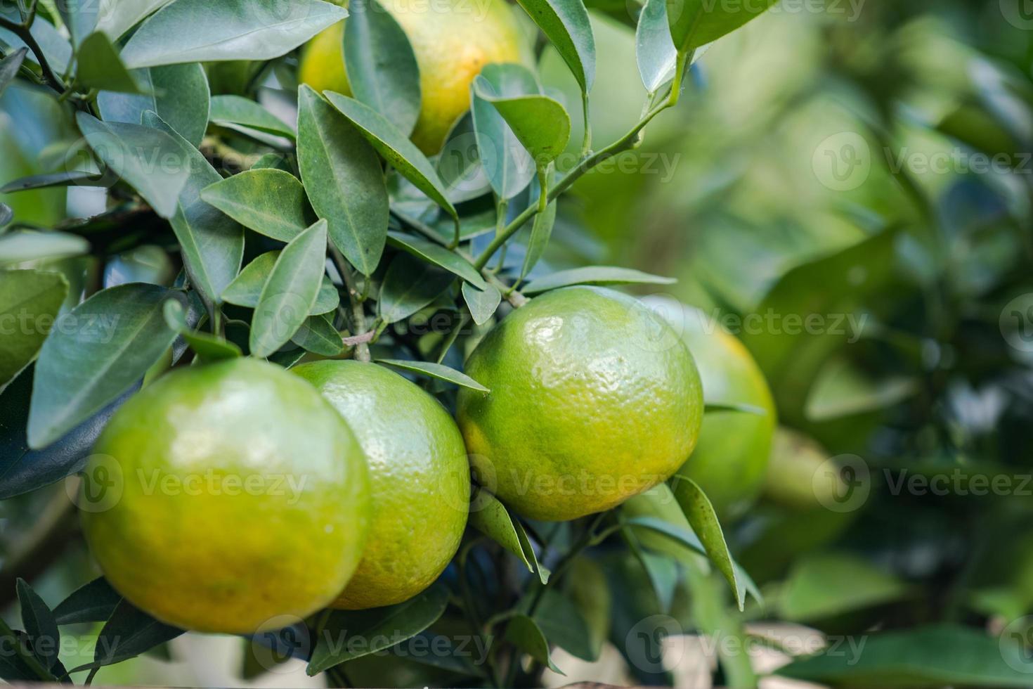 Jardín de plantaciones de naranjos, naranja madura colgando de un árbol foto