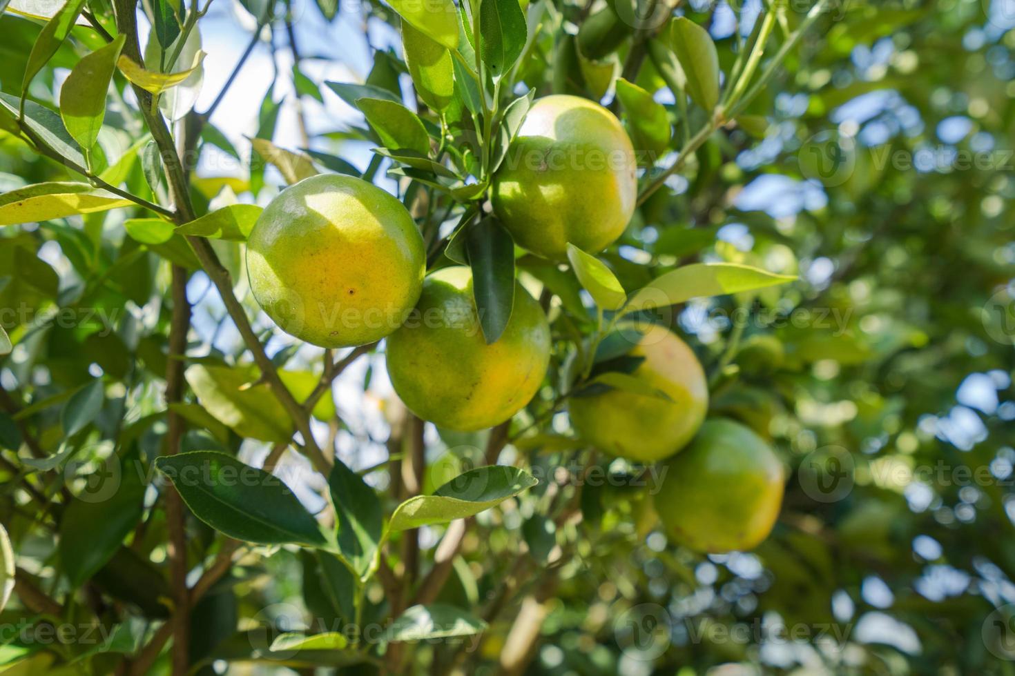 Jardín de plantaciones de naranjos, naranja madura colgando de un árbol foto