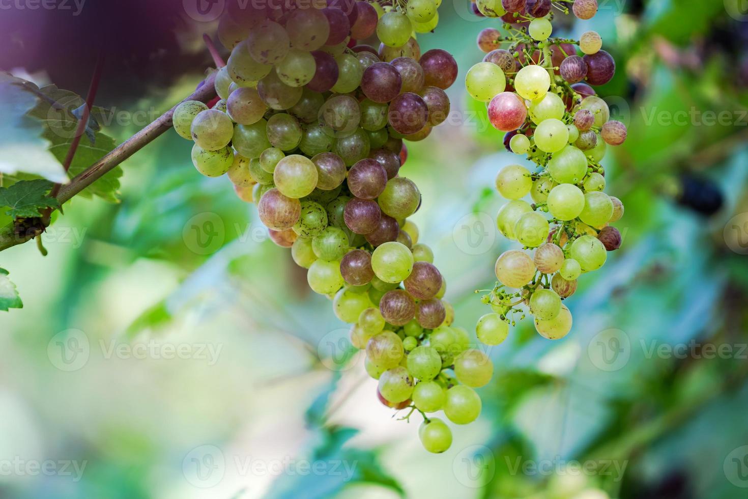Viñedo con uvas de vino blanco en el campo, soleados racimos de uva cuelgan de la vid foto