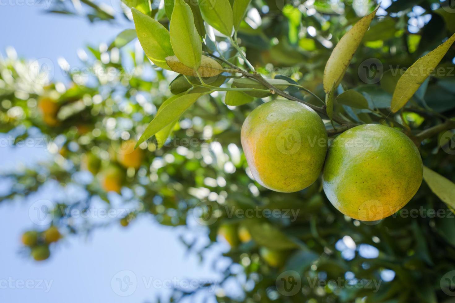 Jardín de plantaciones de naranjos, naranja madura colgando de un árbol foto