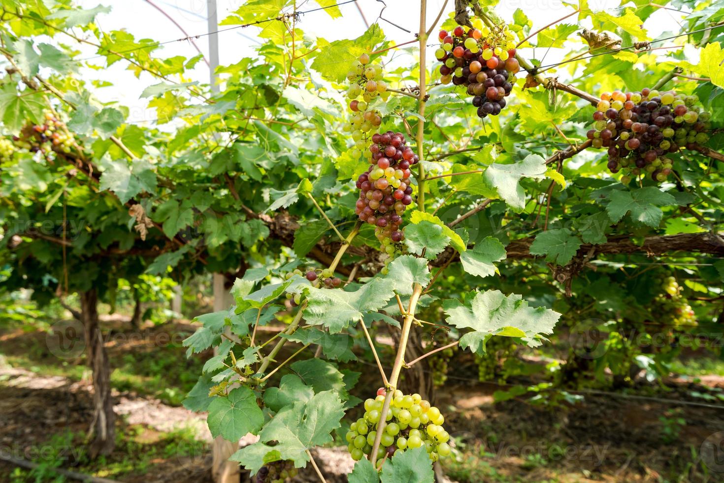 Vineyard with white wine grapes in countryside, Sunny bunches of grape hang on the vine photo