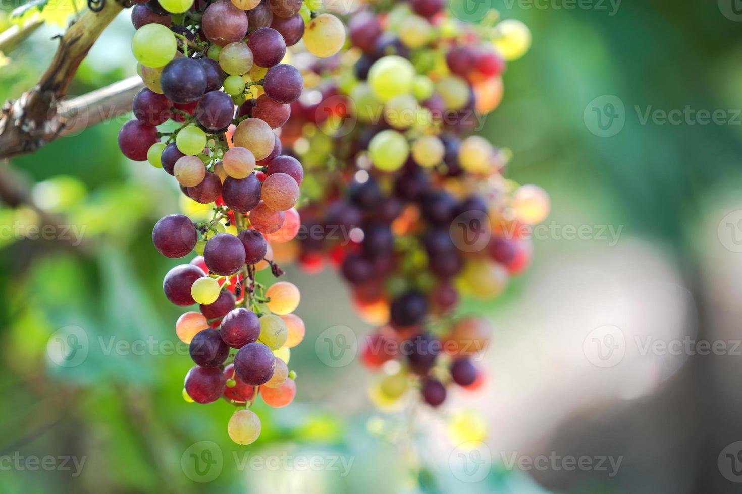 Viñedo con uvas de vino blanco en el campo, soleados racimos de uva cuelgan de la vid foto