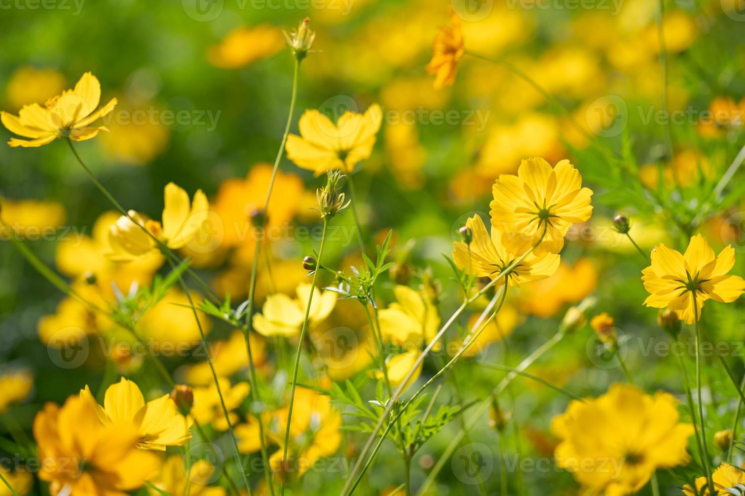 Yellow cosmos flowers Background photo