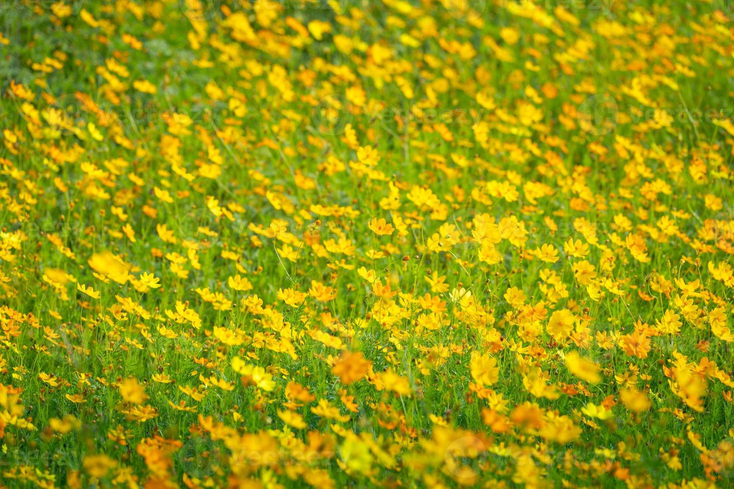 Yellow cosmos flowers Background photo